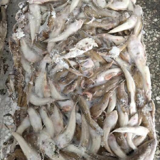 东港市沙里钻鱼
