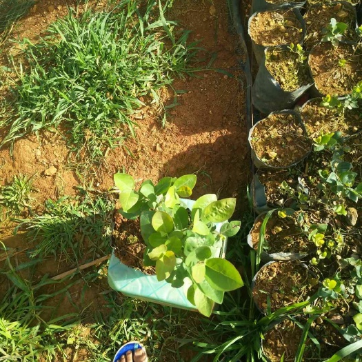 丘北县 优质蓝莓苗出售，诚意者价格可商谈