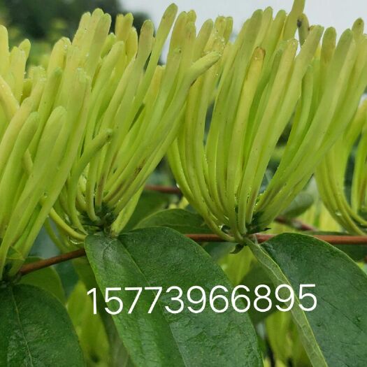 隆回县山银花苗 高产的湘蕾金银花种苗