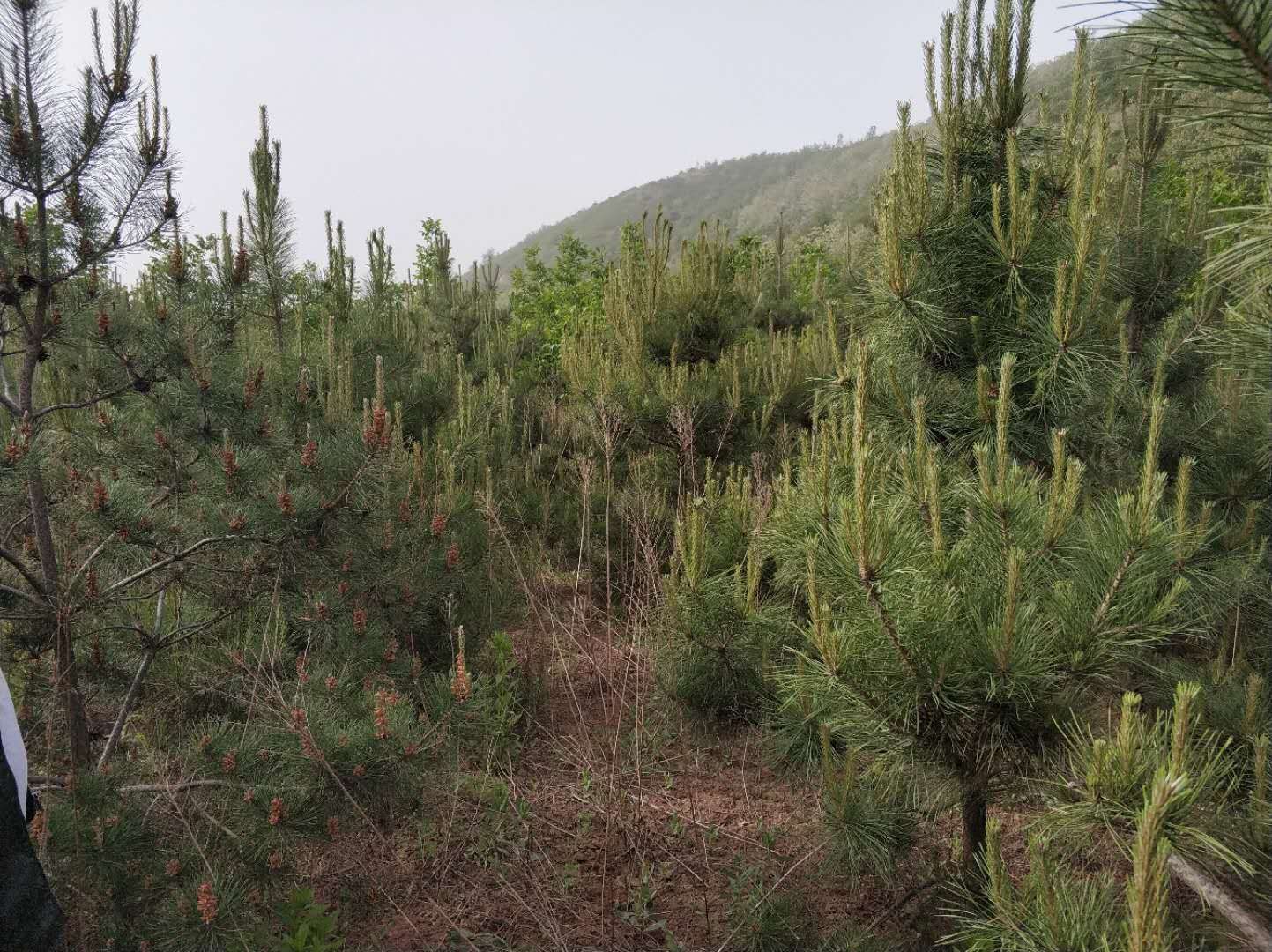 旱地油松 订植油松