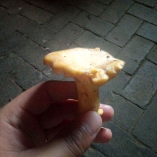 凤县鸡油菌 野生 鲜货