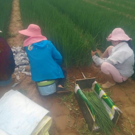 尉氏县 自己种植五十亩小葱，货源充足，品质优良，