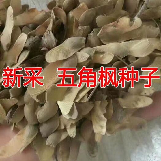 平邑县 五角枫种子 红枫种子 发芽率高 10-15斤/亩