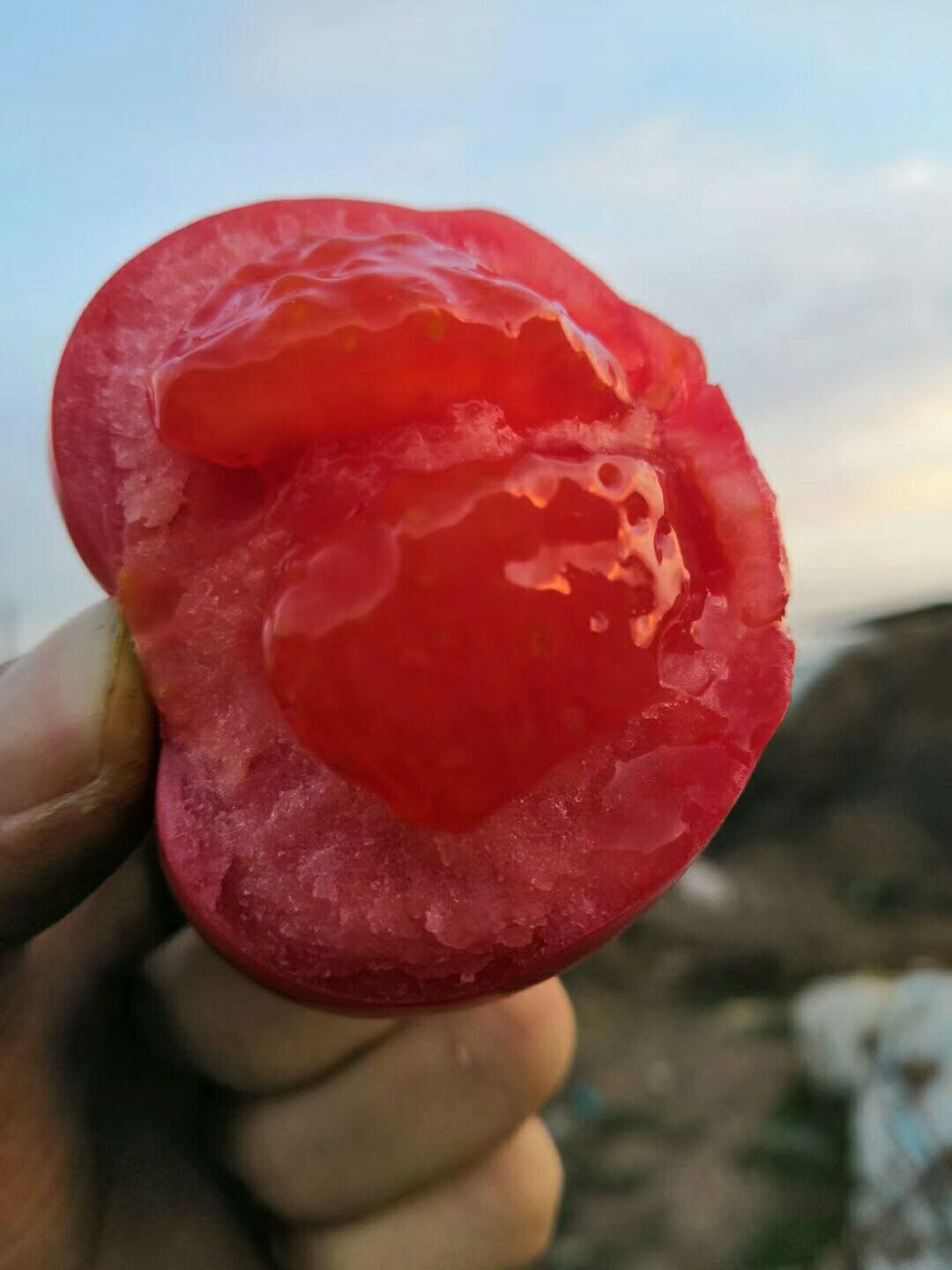 普罗旺斯水果西红柿，地基现摘！！