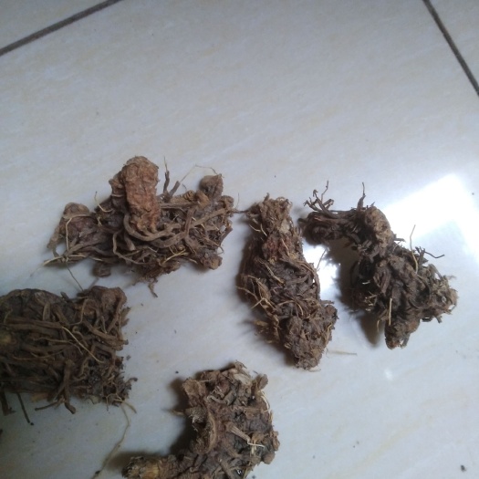 怀宁县 我的射干质量好.价格优惠