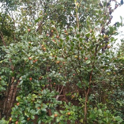 南宁 自家山茶油