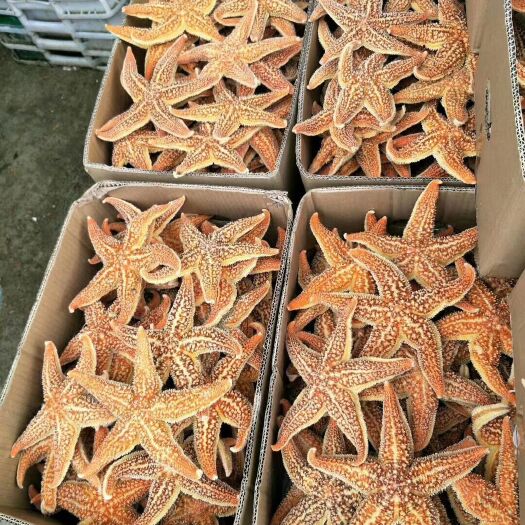 东港市 夏夷贝，大扇贝，海星，海螺，马贝，北极贝，黄贝，生蚝，白贝