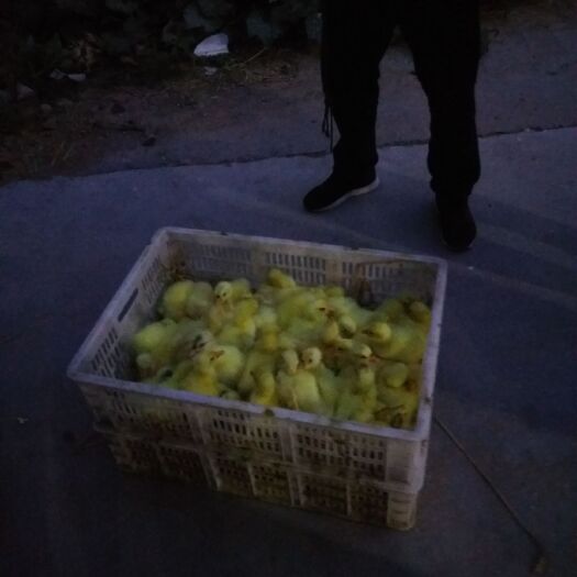 沭阳县 三花杂交鹅苗