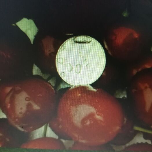 瓦房店市 大连特产：沙蜜豆樱桃，美枣樱桃，油桃7油桃8