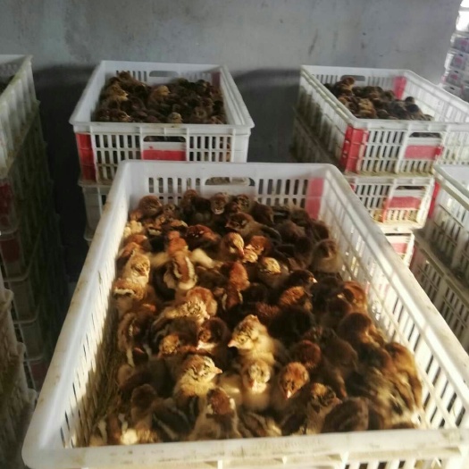 曲阜市草鸡苗 常年供应优质麻鸡三黄鸡大红公鸡苏北草鸡