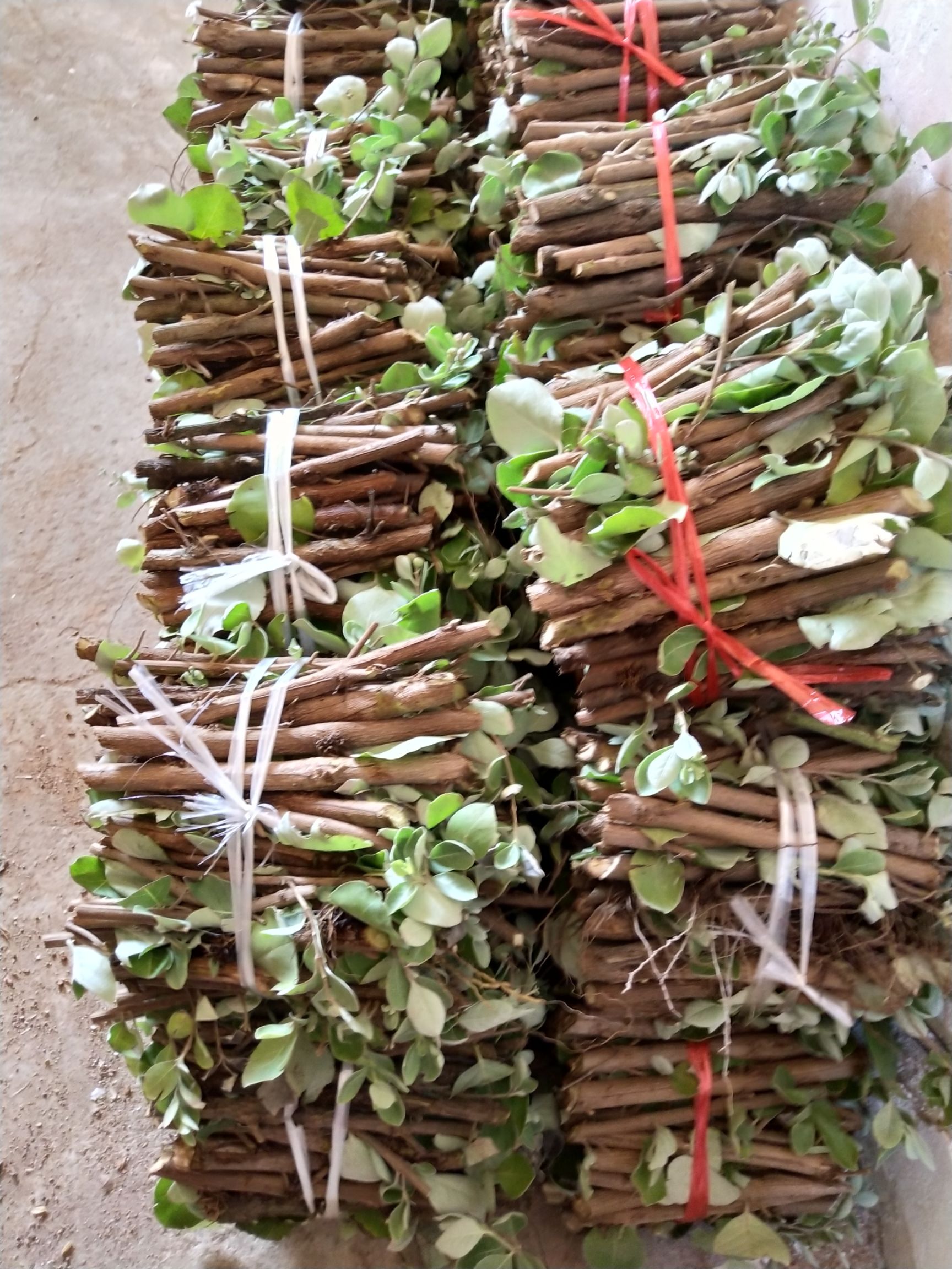樟树市蔓荆子苗 江西单叶蔓荆子枝条苗，提供育苗技术包回收成品