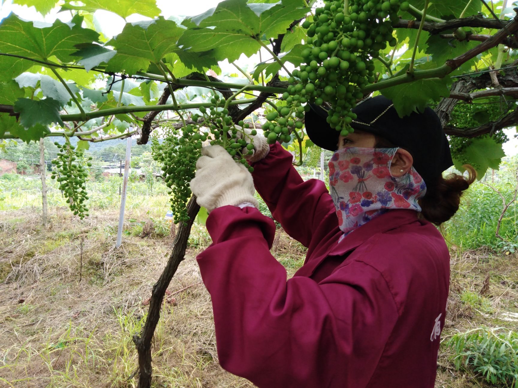 夏黑葡萄 全露天夏黑品种，部分套袋，今年的夏黑口感更好哟