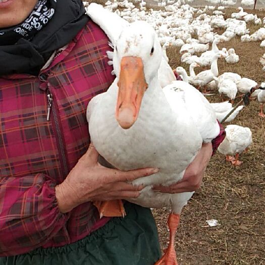 鄱阳县 鄱阳湖放养大白鹅
