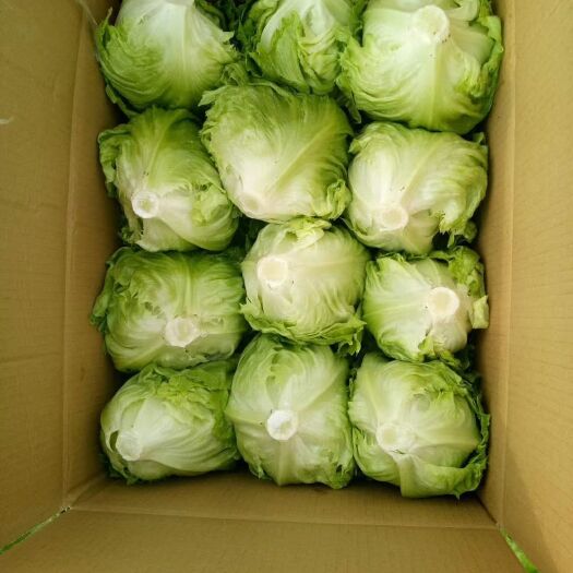 球生菜  生菜，