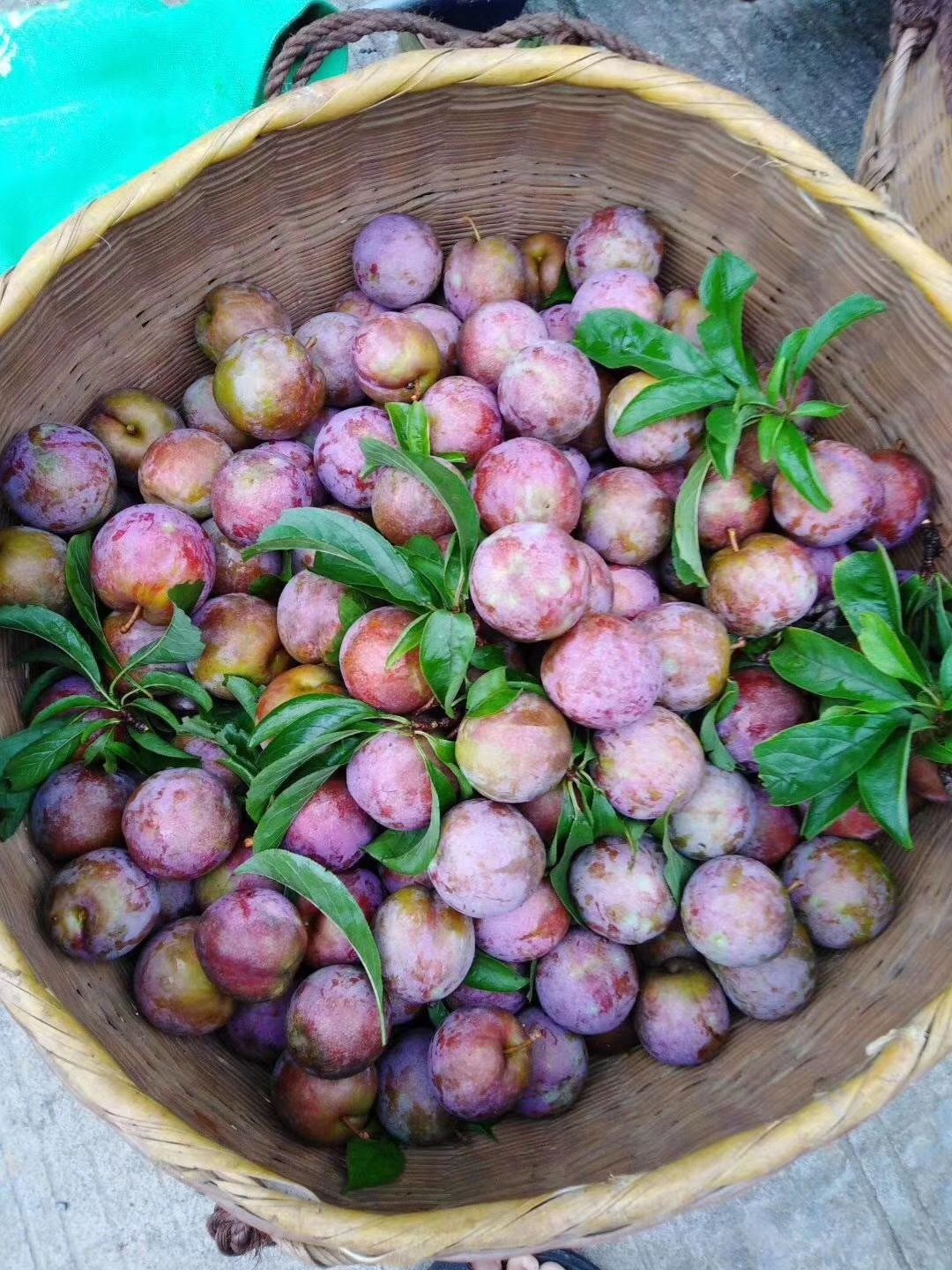 三华李苗  南华李苗  银妃三华苗 营养杯苗/泥球苗