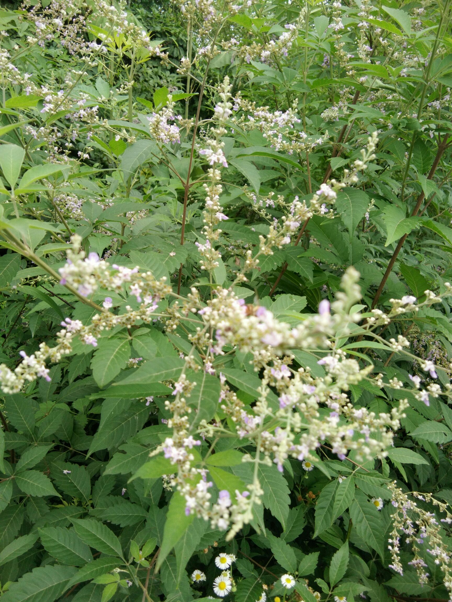  荆条花蜂蜜，中国四大名蜜一一荆花蜜。