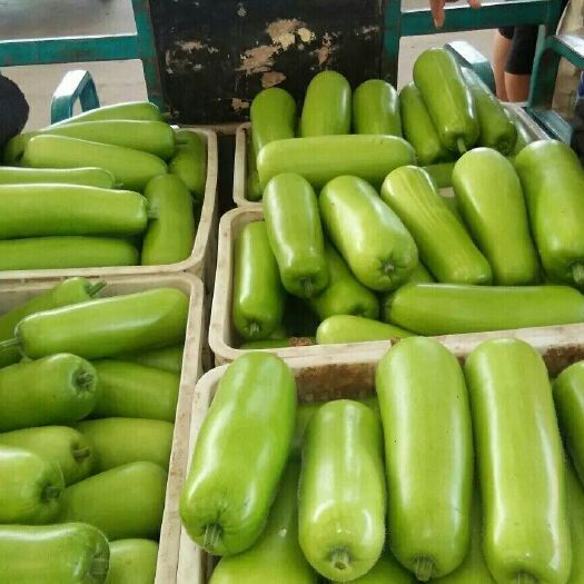 邯郸瓠瓜  我处大量上市瓠子，可供市场，超市，食堂等