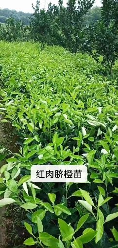万安县赣南脐橙苗  九月红脐橙苗