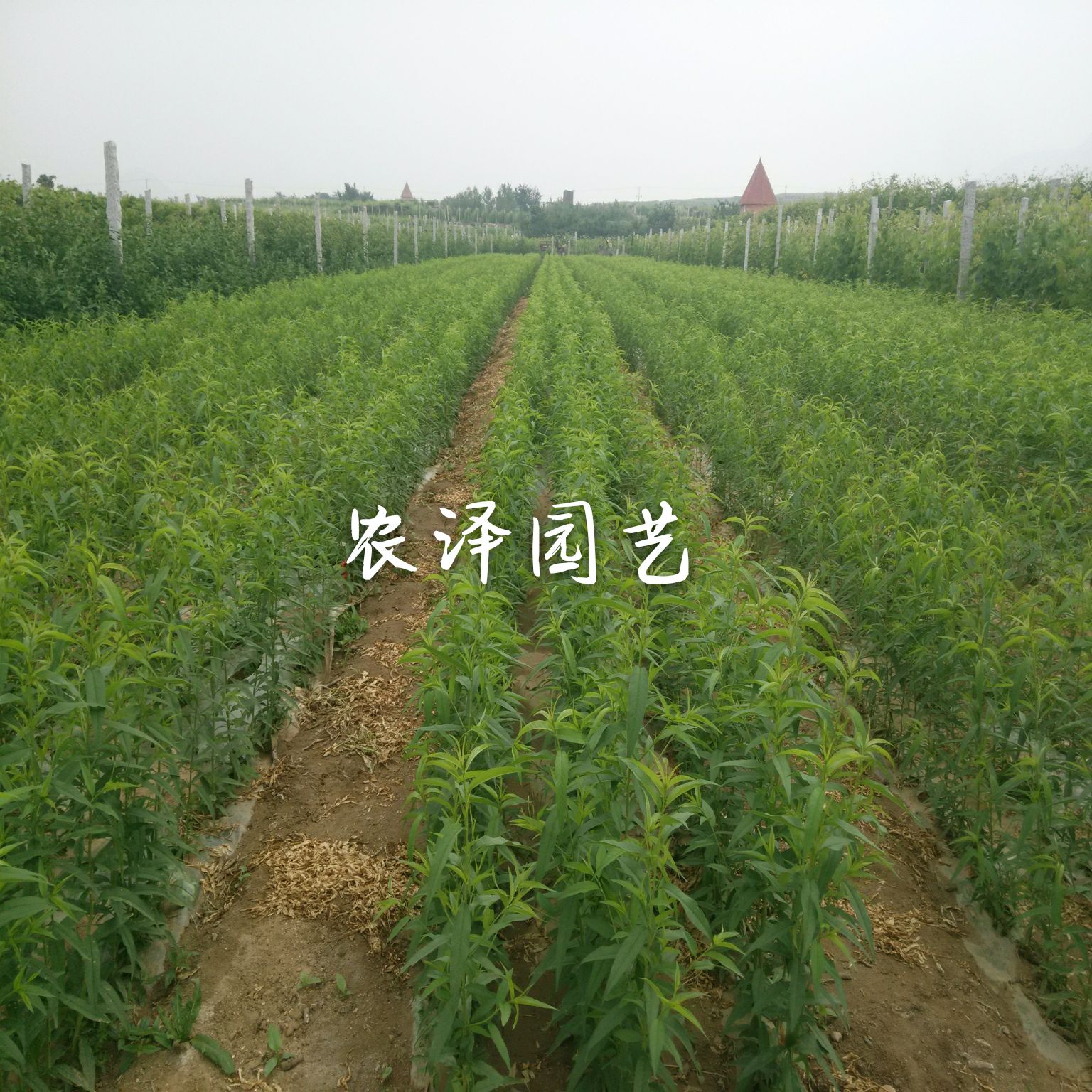 特早熟早黑玫瑰葡萄苗大棚葡萄苗批发基地保证纯度和成活率