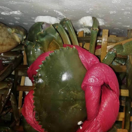 东兴市 生命力强的青蟹
