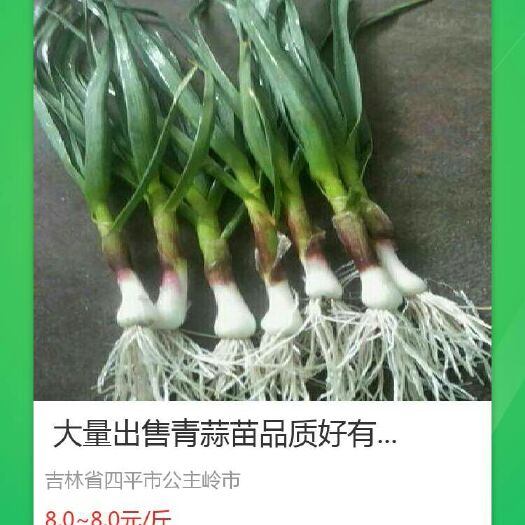 公主岭市 青蒜苗大量上市了？有需要的客户请及时联系我谢谢