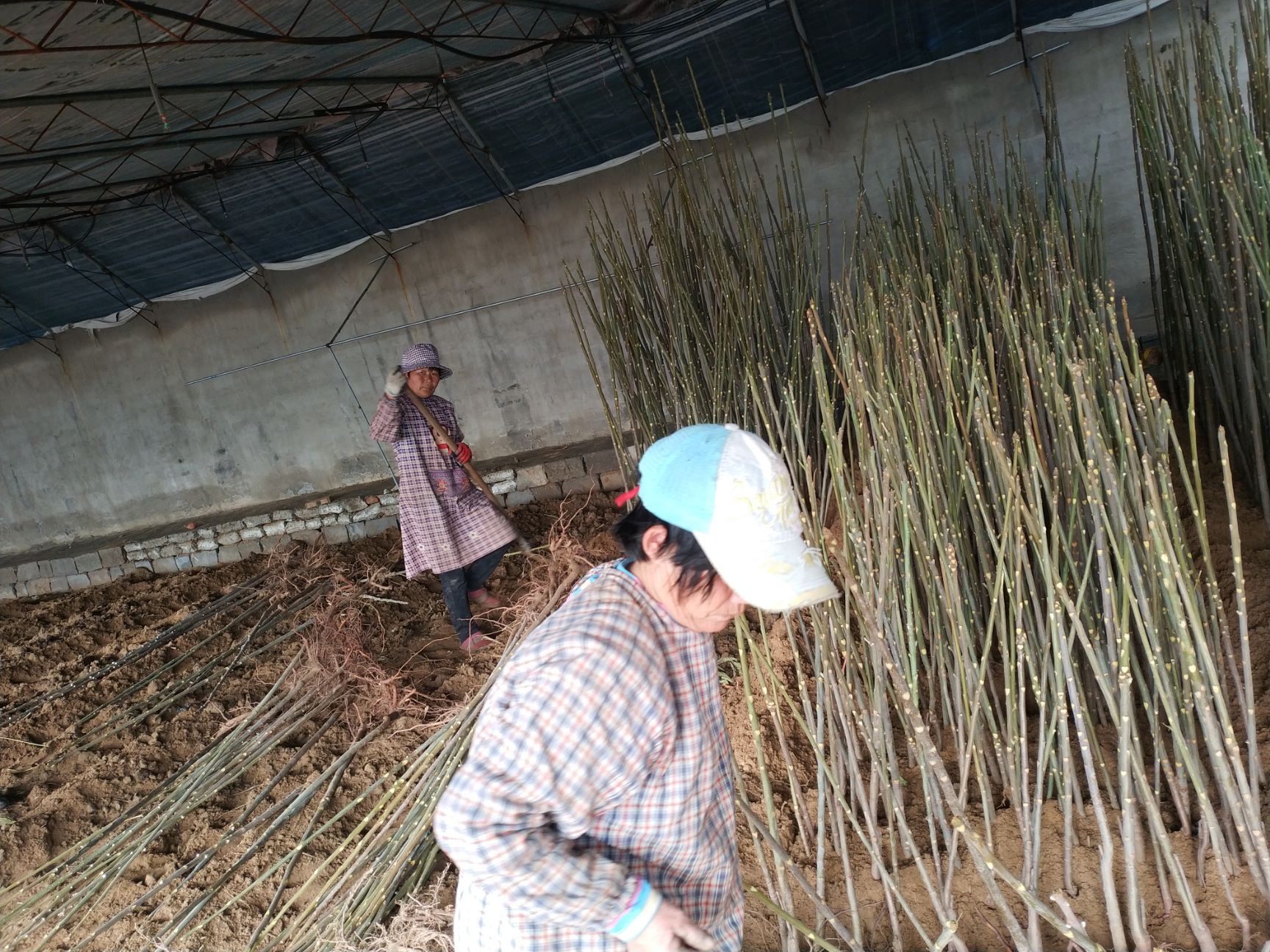  红油香椿苗 基地直供可实地考察
免费提供技术支持