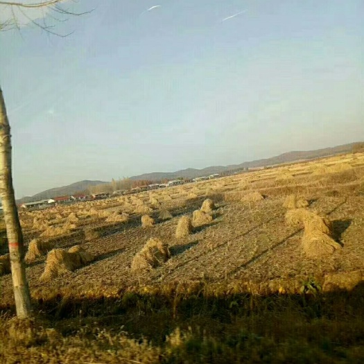 五常市稻花香2号稻谷 卖稻花香稻子，有买的联系我