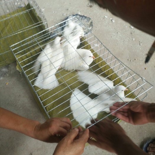郓城县落地王鸽  自家养殖白羽王 落地王肉鸽，元宝鸽，各种观赏鸽，
