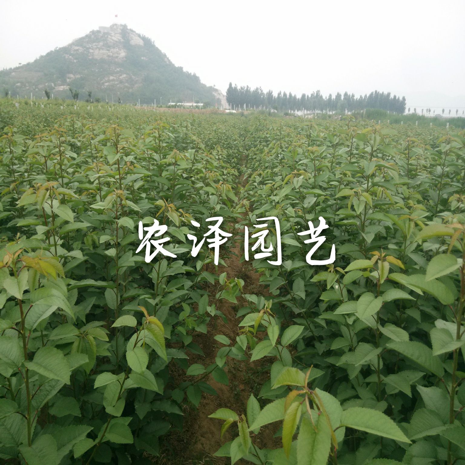 特早熟早黑玫瑰葡萄苗大棚葡萄苗批发基地保证纯度和成活率
