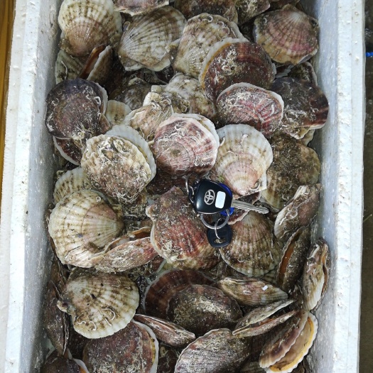 东港市夏贻贝