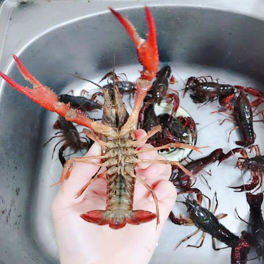 重庆市 批发小龙虾大号7-9钱不封顶