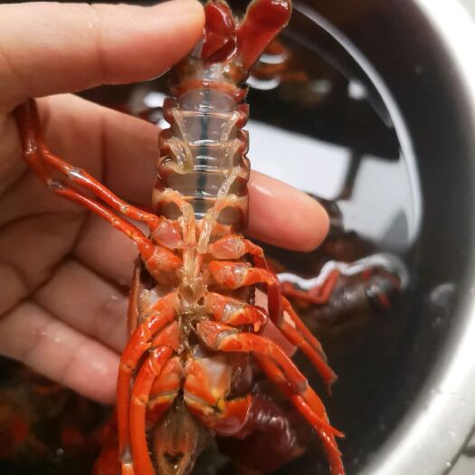 重庆市 批发潜江小龙虾4-6钱