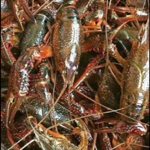 兴化市清水小龙虾 4～6青虾25元一斤，789青红30一斤，
50斤起批