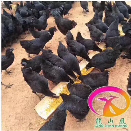 隆回县 脱温绿壳蛋鸡苗，饲养35天，