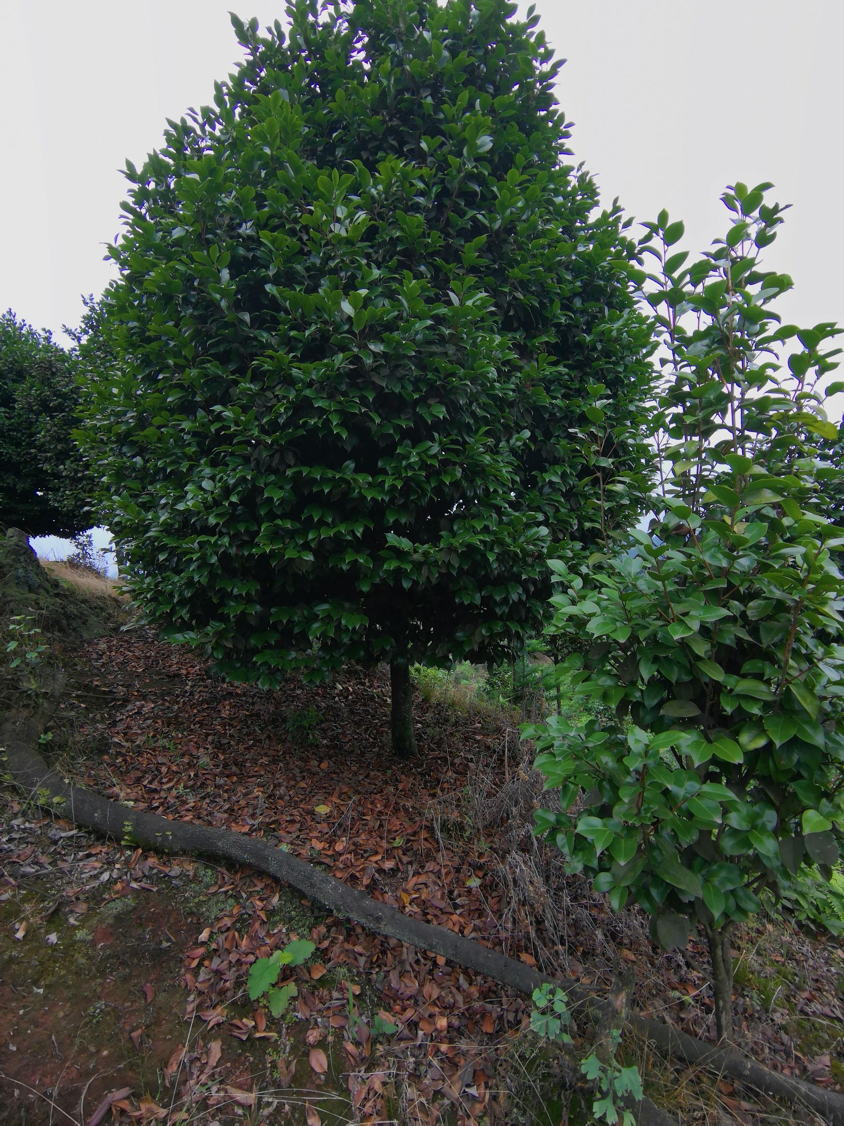  常年供应各种规格茶花