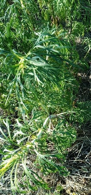 奈曼旗 新鲜未开花益母草，现有三百左右亩欲出售。价格详谈