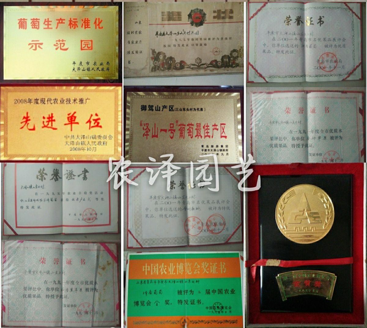 特早熟早黑玫瑰葡萄苗大棚葡萄苗批发基地保证纯度和成活率