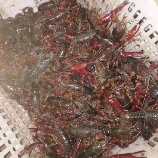 潜江市 小龙虾，潜江小龙虾