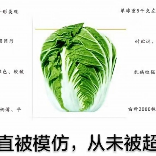 南阳青杂三号白菜种子  北辰改良青杂三号50g/桶