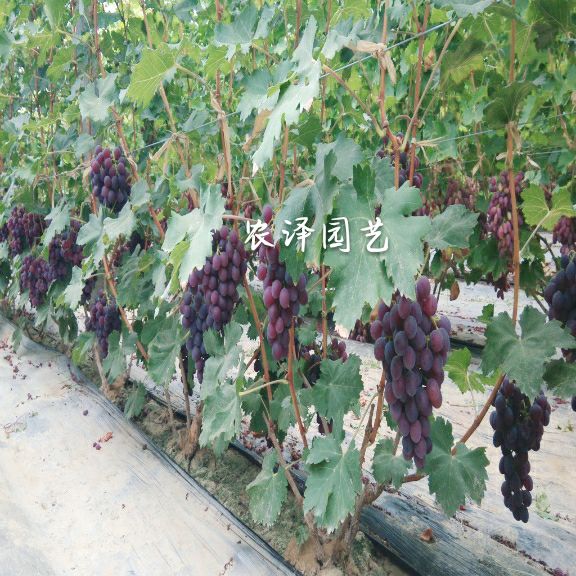 特早熟早黑玫瑰葡萄苗大棚葡萄苗批发基地保证纯度和成活率
