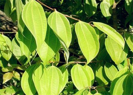 河口县 桂皮