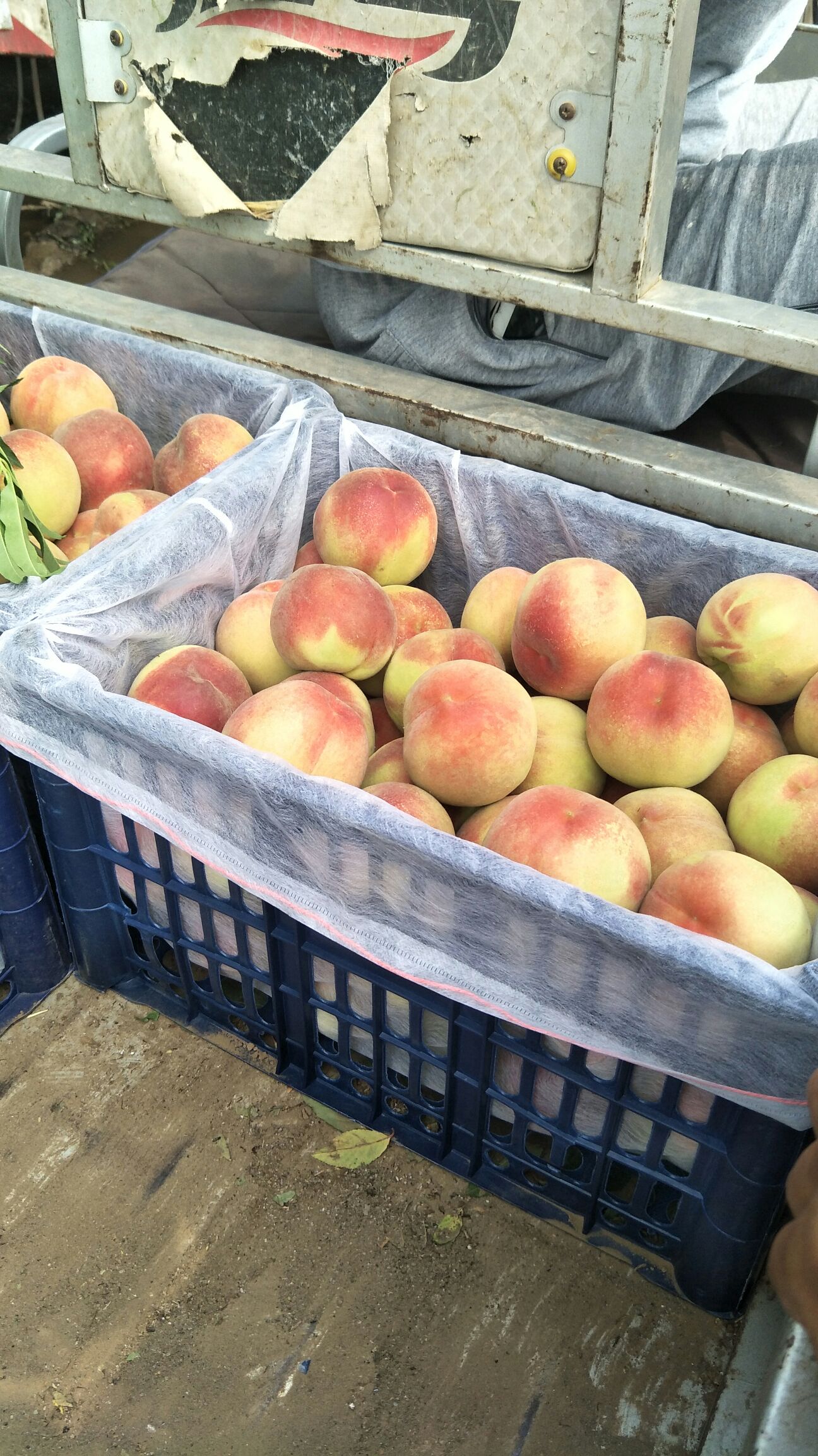  突围桃子…个大脆甜好吃价格便宜