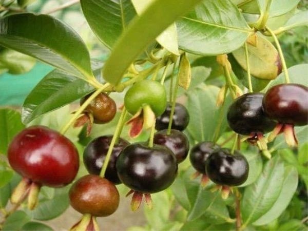 灵山县巴西樱桃苗 巴西樱桃树苗巴西甜樱桃果苗带土带叶发货可盆栽地栽南北方种