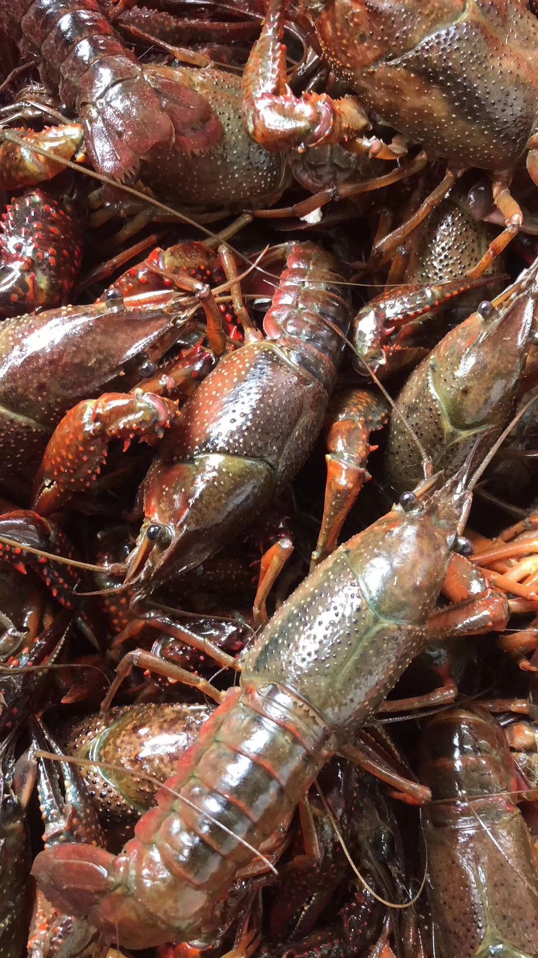 青壳小龙虾 4-6钱 人工养殖