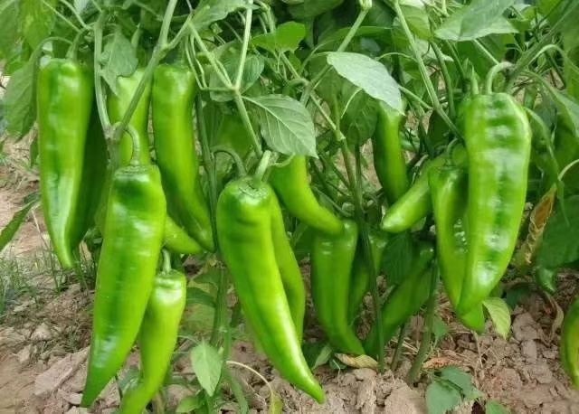 定边县牛角椒 牛角，螺丝椒大量上市