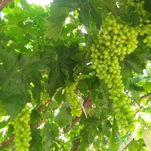 哈密 哈密市飘香葡萄专业合作社有800亩无核白葡萄，产量1200