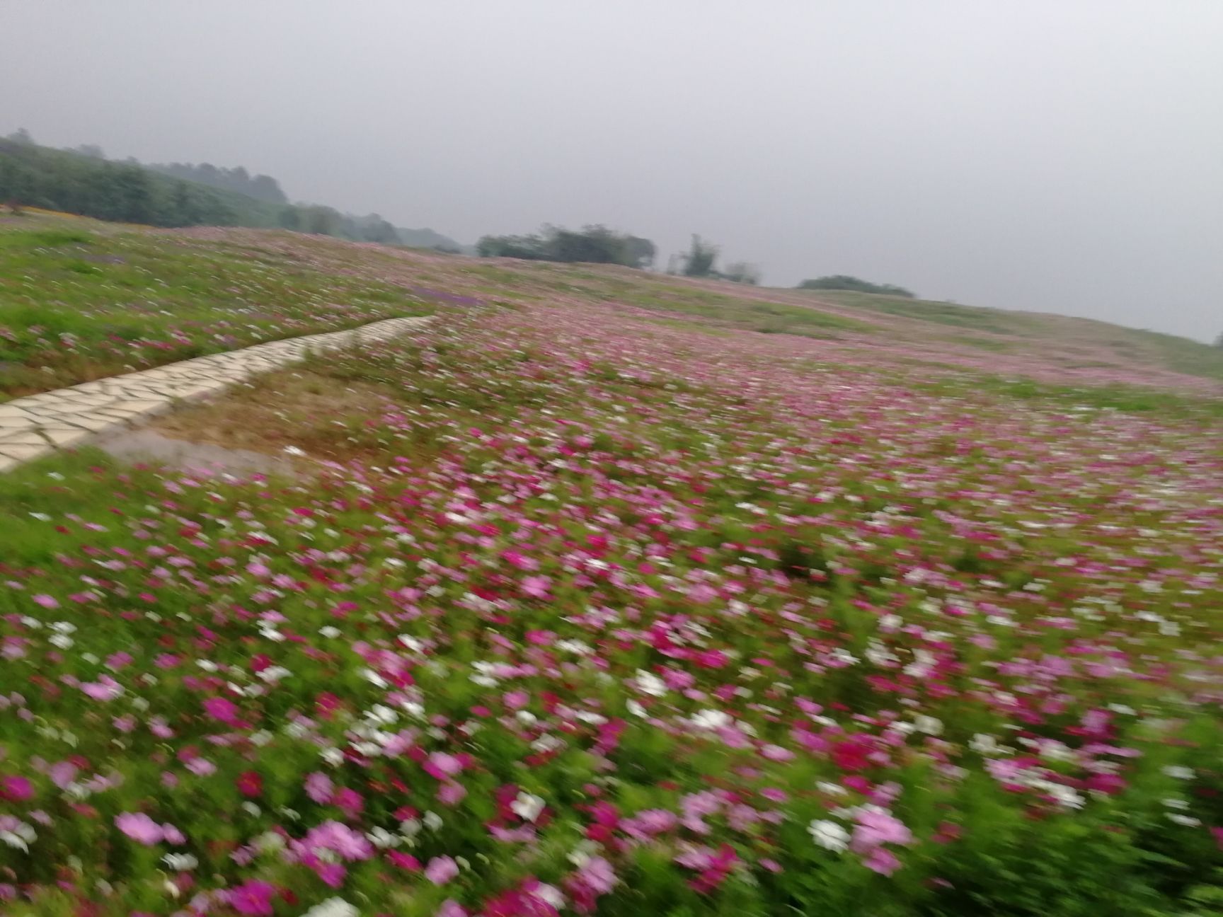 河流 农业旅游观光招商，2300亩土地招蓝莓种植企业。