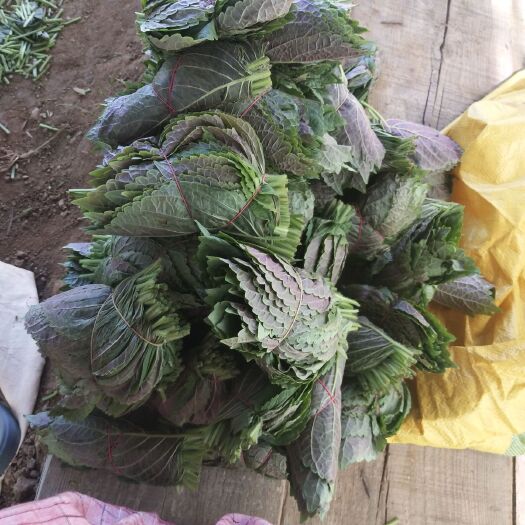 凤城市紫苏叶 苏叶出售
