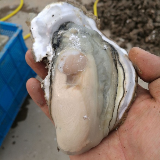 威海 威海深海优质大牡蛎