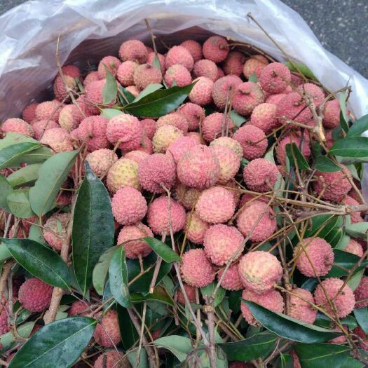 广州正宗从化南平桂味荔枝